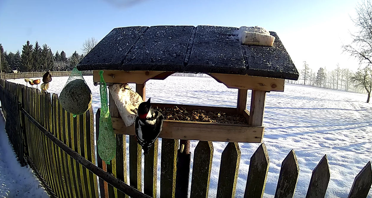 cam Bird feeder BirdCAMs